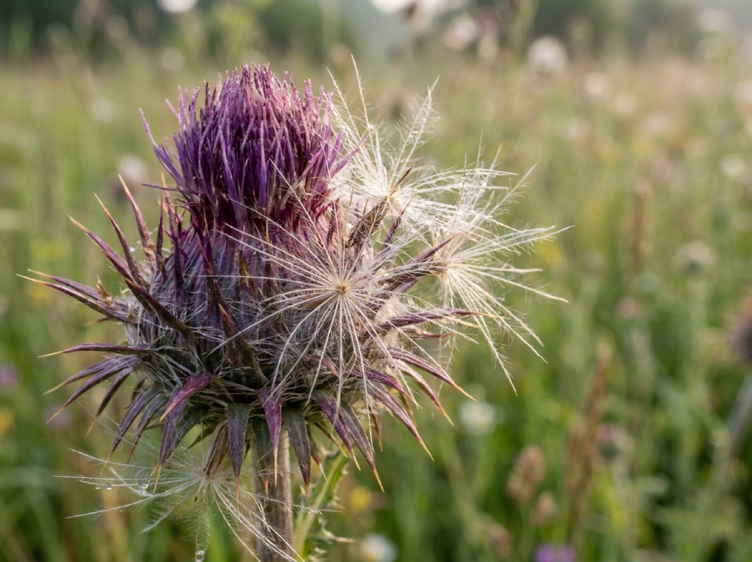 Nahaufnahme einer Distelblüte mit filigraner Samenstruktur vor unscharfem grünem Hintergrund